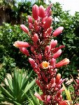 Hesperaloe parviflora ©JL P1030692.JPG